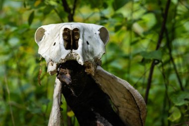 Mystical shaman animal skull in forest