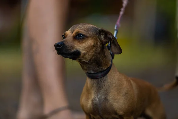 Small companion breed pet dog on a leash
