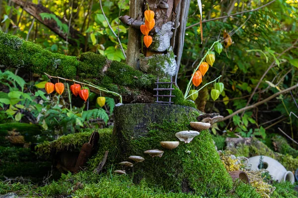 Las plantas de linterna chinas decoran la naturaleza — Foto de Stock