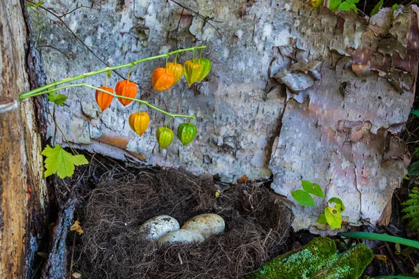 Lanterne chinoise plantes décorent la nature — Photo