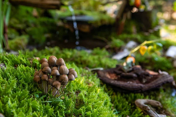 Skurrile Pilze schmücken Waldboden — Stockfoto