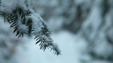 Bulanık adam kışın ormanda yürüyüş yapıyor.