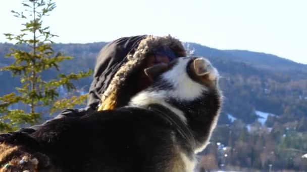 Flicka petting en husky utanför på vintern. — Stockvideo