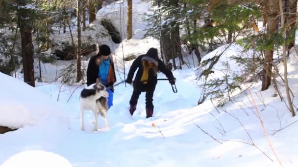 Zwei Frauen gehen mit Hund im Wald spazieren. — Stockvideo