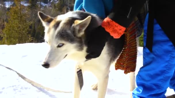 Szczęśliwy stary kobieta pieszczoty a alaskan husky pies — Wideo stockowe