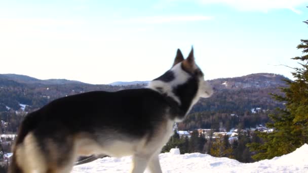 Glücklicher alaskan husky dog auf einem berg — Stockvideo