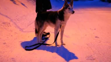 Kışın geceleri dışarıda köpekle sigara içen bir kız.