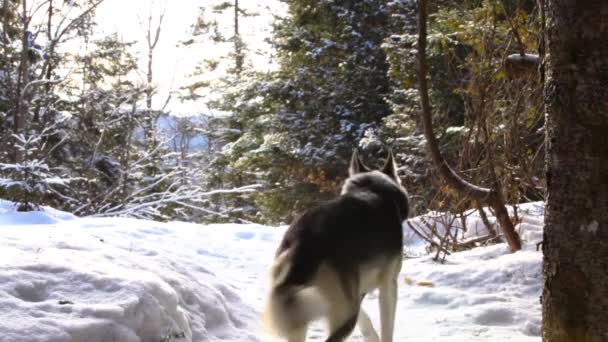 Fille marche avec chien husky en hiver . — Video