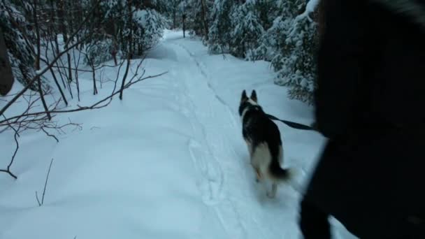 Krásná fotografie dívky kráčející se šťastným husky pes v zimním období — Stock video