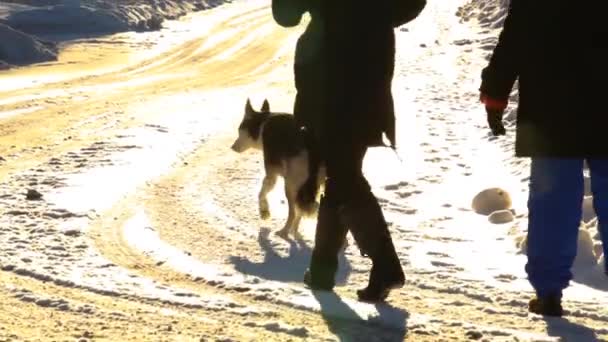 Dos mujeres paseando a un perro husky en invierno . — Vídeos de Stock