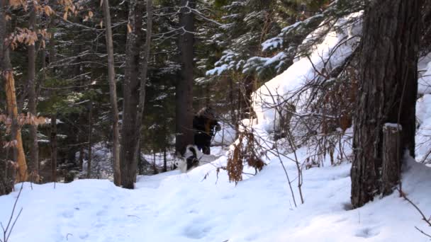 Dos mujeres paseando en el bosque con un perro . — Vídeos de Stock