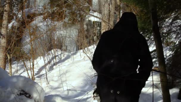 Dos mujeres paseando en el bosque con un perro . — Vídeos de Stock