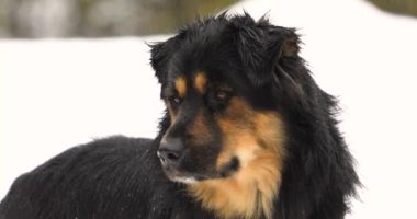 Dikkati dağılmış Alman çoban köpeği yağmurda karışımı