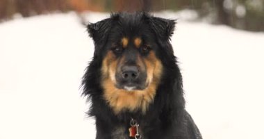 Alman çoban köpekleri yağmur altında gözlerini kaçırıyorlar.