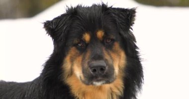 Yağmurda Alman çoban köpeğinin yakın çekimi.