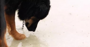 Köpek yağmurda buzlu su birikintisinden topaklar yiyor.