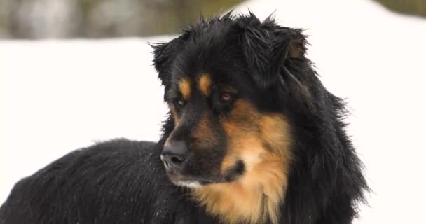 Dikkati dağılmış Alman çoban köpeği yağmurda karışımı — Stok video