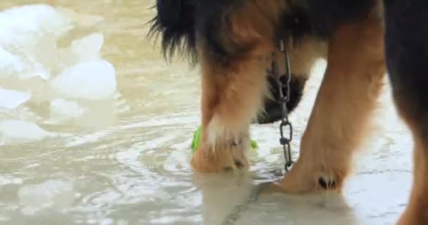 Il cane prende e lascia cadere la palla da tennis sotto la pioggia — Video Stock