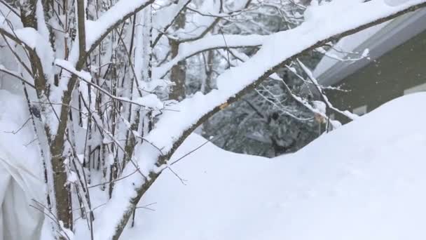 Χειροκίνητη βολή από βούρτσα καλυμμένη με χιόνι από απομακρυσμένη καμπίνα — Αρχείο Βίντεο