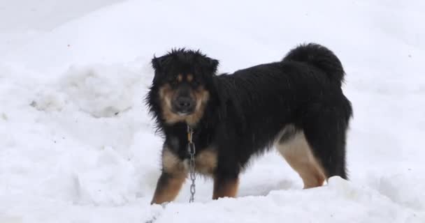 German sheppard mix digs in the snow while it rains — Stock Video