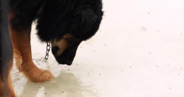 Hund äter pellets från iskall pöl i regnet — Stockvideo