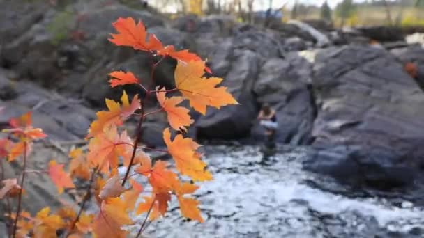 Esdoorn herfst bladeren en stromende berg rivier — Stockvideo