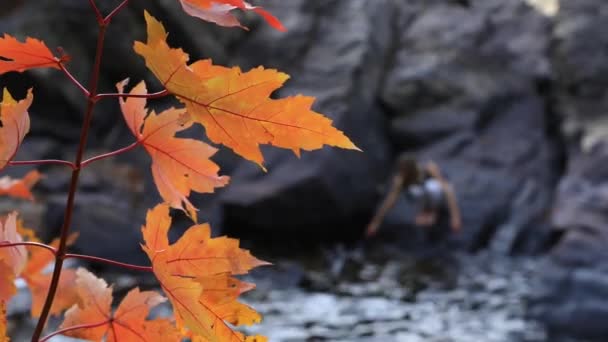 Esdoorn herfst bladeren en stromende berg rivier — Stockvideo