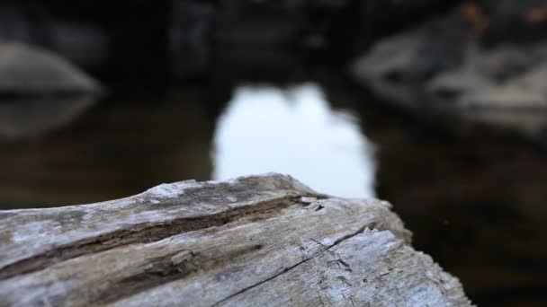 Tronc en bois près de l'étang en montagne — Video