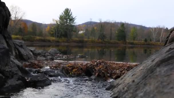 Corriente de agua clara moviéndose por el bosque — Vídeos de Stock