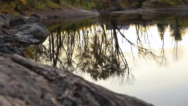 Tranquila escena sin tocar estanque de agua en la naturaleza salvaje — Vídeos de Stock