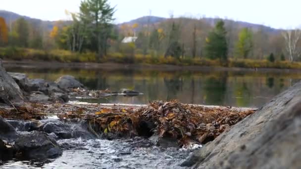 Corriente de agua clara moviéndose por el bosque — Vídeos de Stock