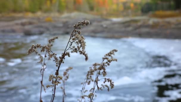 Flowing waters of mountain river — Stock Video