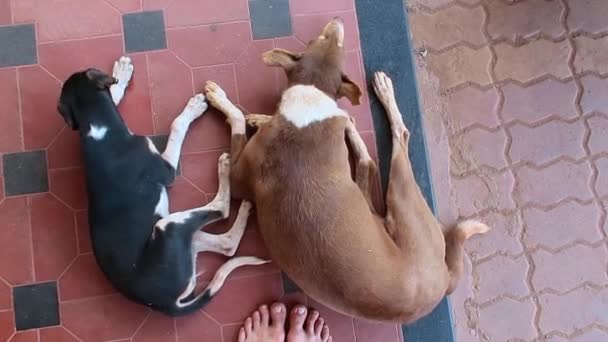 Dois cães descansando no chão . — Vídeo de Stock