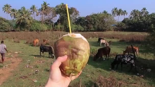 Mano sosteniendo bebida de agua de coco joven . — Vídeo de stock