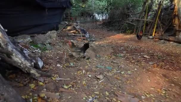 Hen running between wooden shacks. — Stock Video