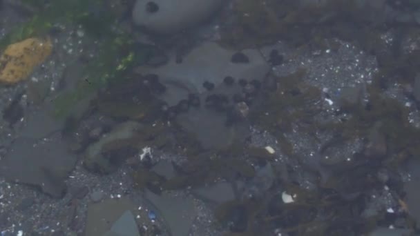 Peces de mar en Canadá entre piedra y guijarro — Vídeos de Stock
