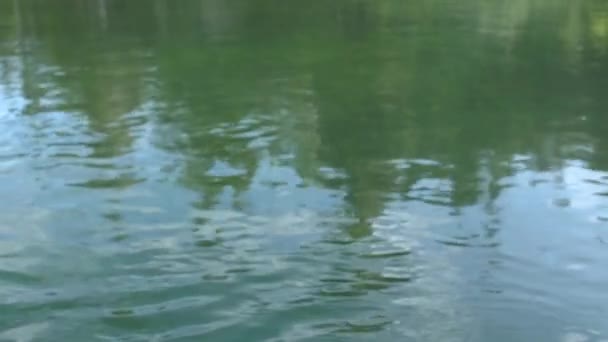 Água do mar calma com folhas caídas no Canadá — Vídeo de Stock