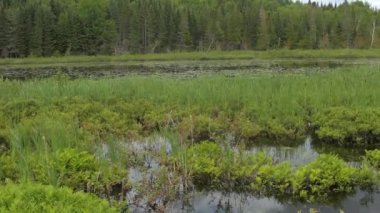 Kanada 'da yağmur ormanlarında mangrov ağacı