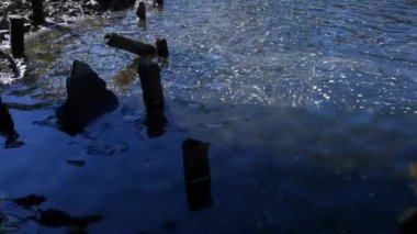 Kanada 'da yaprakları dökülen sakin deniz suyu