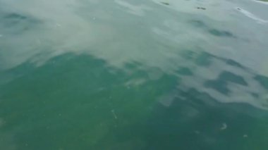 Kanada 'da yaprakları dökülen sakin deniz suyu