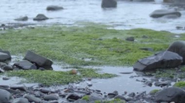 Kanada 'da yağmur ormanlarında mangrov ağacı