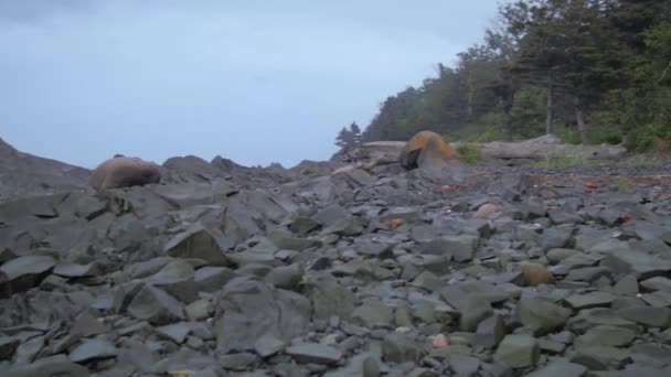 加拿大靠近树木的海石和卵石 — 图库视频影像