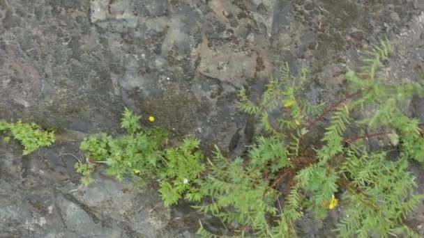 Struttura rocciosa nella baia di Chaleur in Canada — Video Stock