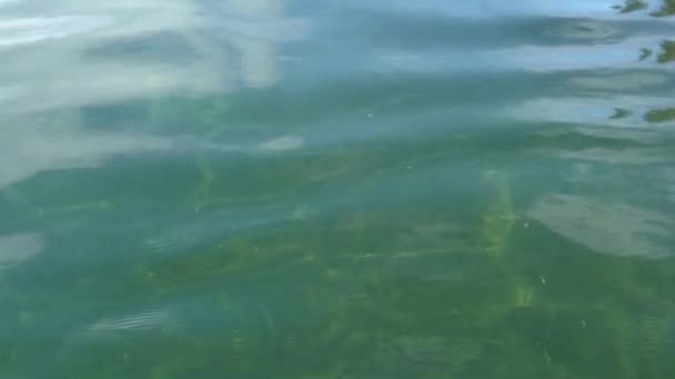 Agua de mar tranquila con hojas caídas en Canadá — Vídeo de stock