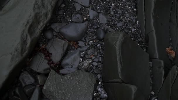Pebbles molhados na floresta tropical no Canadá — Vídeo de Stock