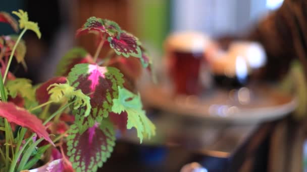 Bière de service de barman en plateau et verre — Video