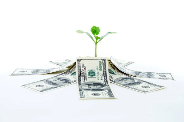 Amerikaans geld dollars met groene sprout — Stockfoto
