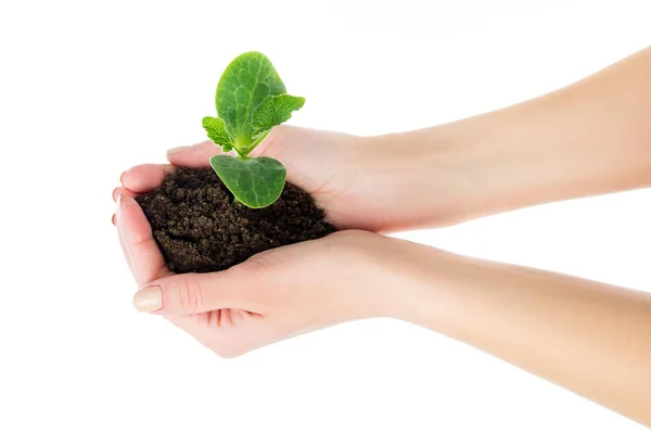 Cuidado, manos con plántulas con tierra — Foto de Stock