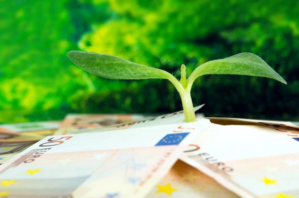 Europeiska pengar, gröna sprout närbild — Stockfoto