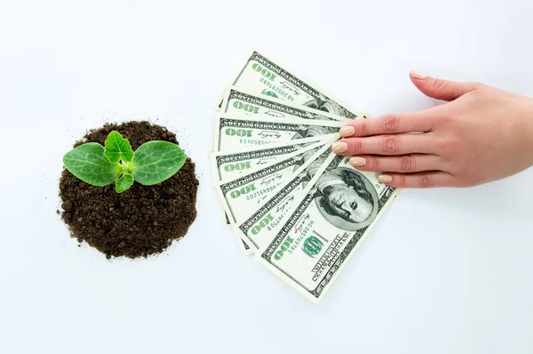 Groene spruit, handen aanhouden van geld — Stockfoto